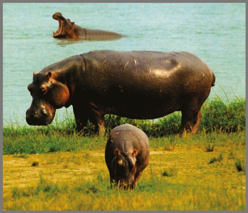 Proiector tip lanterna - Animale salbatice, Brainstorm, E2012, 5060122731379 - imagine 10