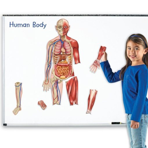 Corpul uman - set magnetic, Learning Resources, LER6044, 765023060447 - imagine 3