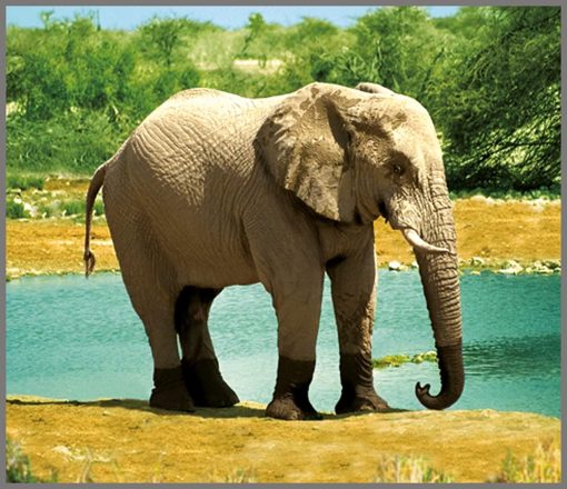 Proiector tip lanterna - Animale salbatice, Brainstorm, E2012, 5060122731379 - imagine 7