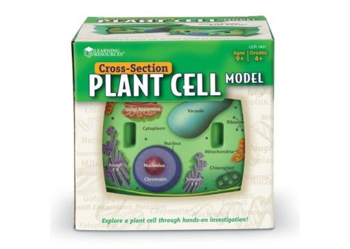 Sectiunea celulei plantei, Learning Resources, LER1901, 765023019018 - imagine 4