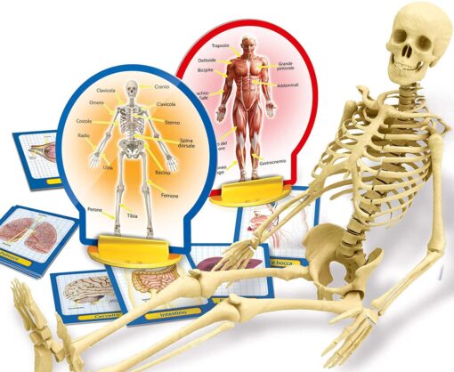 Experimentele micului geniu - Corpul uman, LISCIANI, LEX48960, 8008324081349