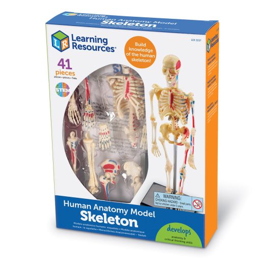 Macheta corpul uman - Schelet, Learning Resources, LER3337, 765023033373 - imagine 5
