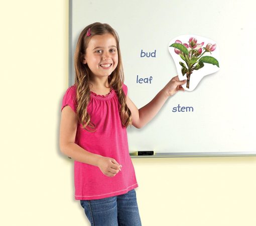 Ciclul vietii plantei - set magnetic, Learning Resources, LER6045, 765023060454 - imagine 3