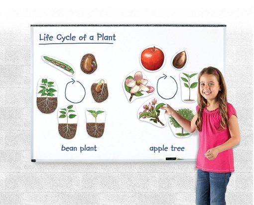 Ciclul vietii plantei - set magnetic, Learning Resources, LER6045, 765023060454 - imagine 5