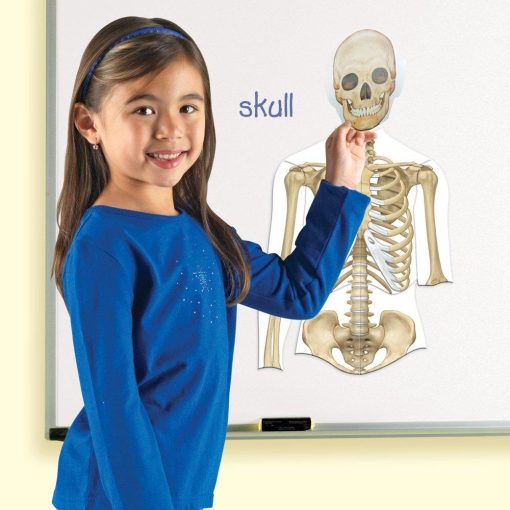 Corpul uman - set magnetic, Learning Resources, LER6044, 765023060447 - imagine 5