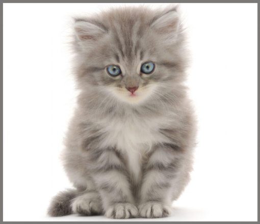 Proiector tip lanterna - Animalute simpatice, Brainstorm, E2043, 5060122732710 - imagine 8