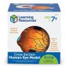 Model sectiune - Ochiul, Learning Resources, LER1907, 765023019070