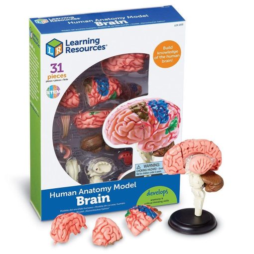 Macheta creierul uman, Learning Resources, LER3335, 765023033359