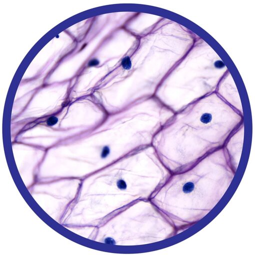 Microscop 450X, Brainstorm, E2070, 5060122734264 - imagine 8
