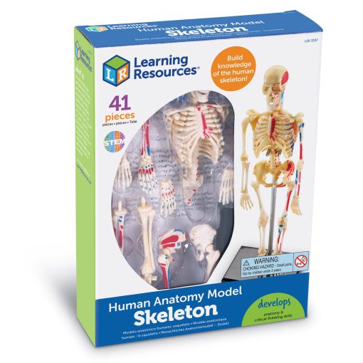 Macheta corpul uman - Schelet, Learning Resources, LER3337, 765023033373