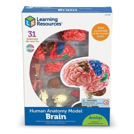 Macheta creierul uman, Learning Resources, LER3335, 765023033359 - imagine 6