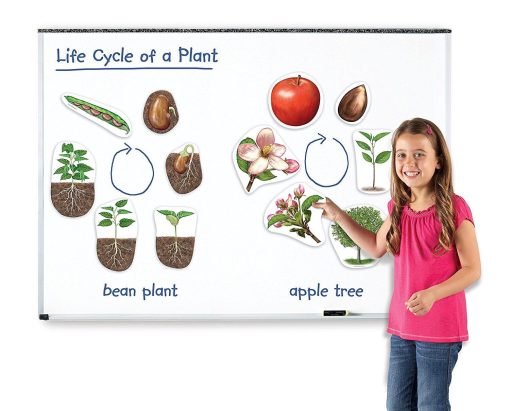 Ciclul vietii plantei - set magnetic, Learning Resources, LER6045, 765023060454 - imagine 2
