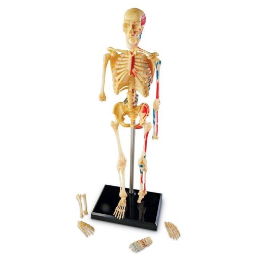 Macheta corpul uman - Schelet, Learning Resources, LER3337, 765023033373 - imagine 3