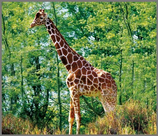 Proiector tip lanterna - Animale salbatice, Brainstorm, E2012, 5060122731379 - imagine 9
