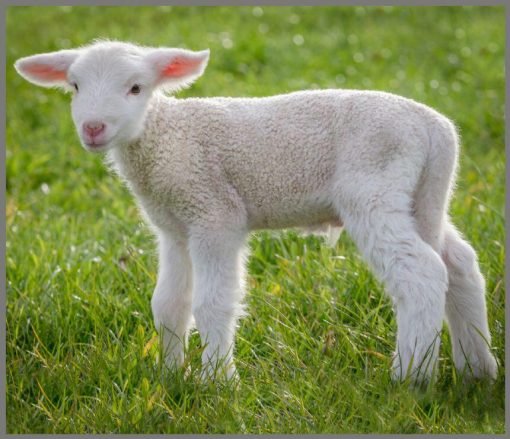 Proiector tip lanterna - Animalute simpatice, Brainstorm, E2043, 5060122732710 - imagine 12